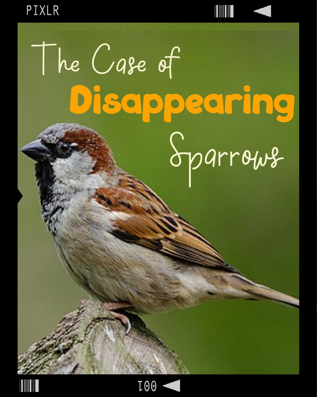 The Case of Disappearing Sparrows