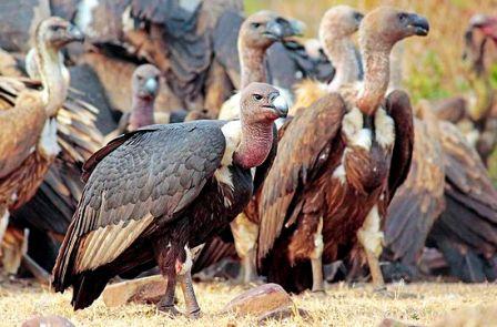 The population of three vulture species in India declined by 97 to 99.9 per cent between 1992 and 2007, owing to a common anti-inflammatory drug, diclofenac, then used widely for cattle. Since 2006, the veterinary usage of diclofenac has been banned in the country.  Photo @ Arindam Aditya. License:   Creative Commons Attribution-Share Alike 4.0 International.