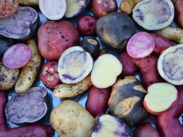 According to the International Potato Center, Peru, there are over 4000 varieties of potato found in the Andes.