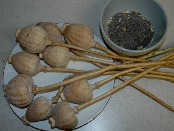 Dried seed-pods of the opium poppy. Poppy seeds in the bowl.