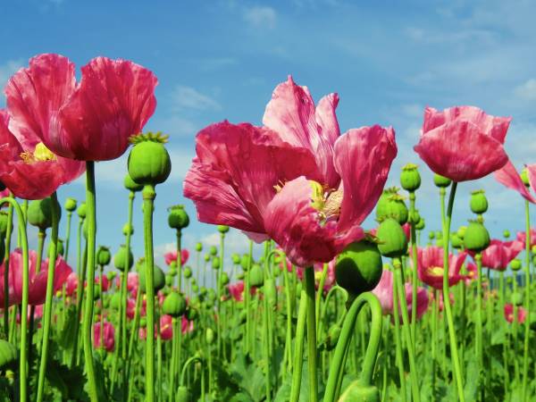 Poppy flowers in bloom. Once the dried latex, i.e. opium, is collected from the seed pods for further processing, the tiny seeds left behind is the second ingredient of our humble alu-posto.