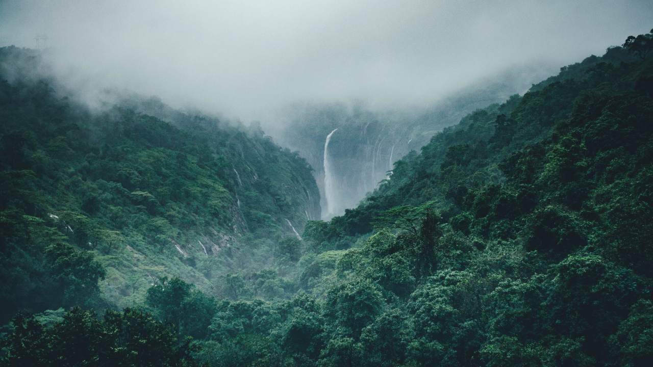 Rain in a Forest