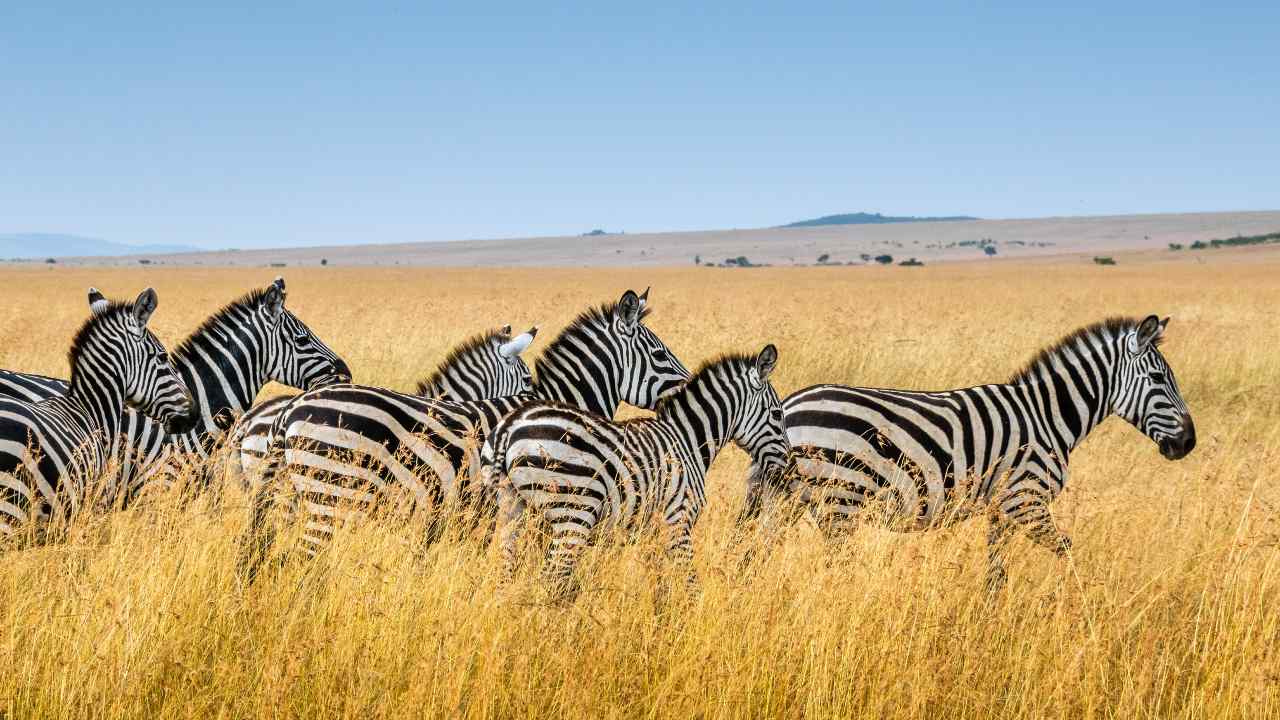 Wildlife Roaming Free in the Grasslands